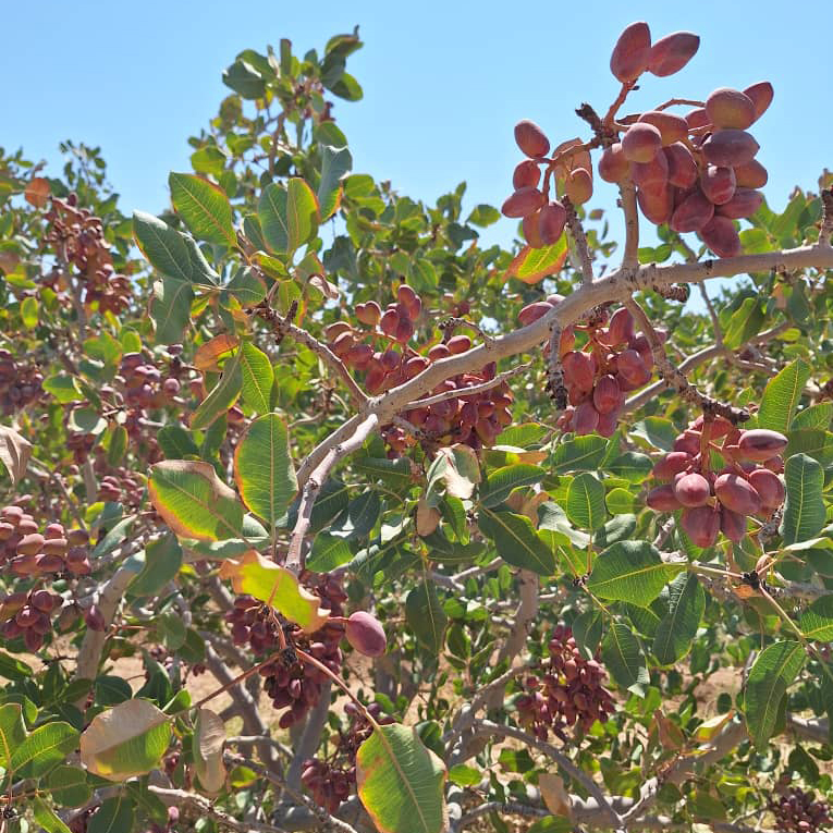 باغ پسته مروست